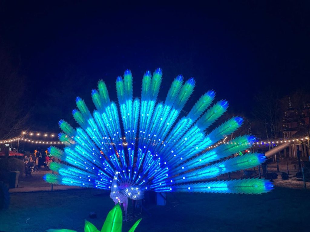 Pauw met lichtjes In de avond naar Tiergarten Kleve, vanwege 65 jaar dierentuin. Tot 30 maart 2024 China Lights festival. Een lichtfestival met dieren! 