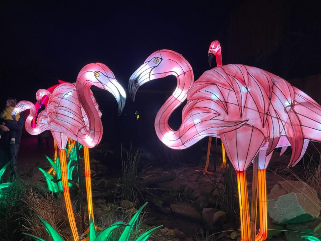 flamingo's In de avond naar Tiergarten Kleve, vanwege 65 jaar dierentuin. Tot 30 maart 2024 een lichtfestival met dieren! 