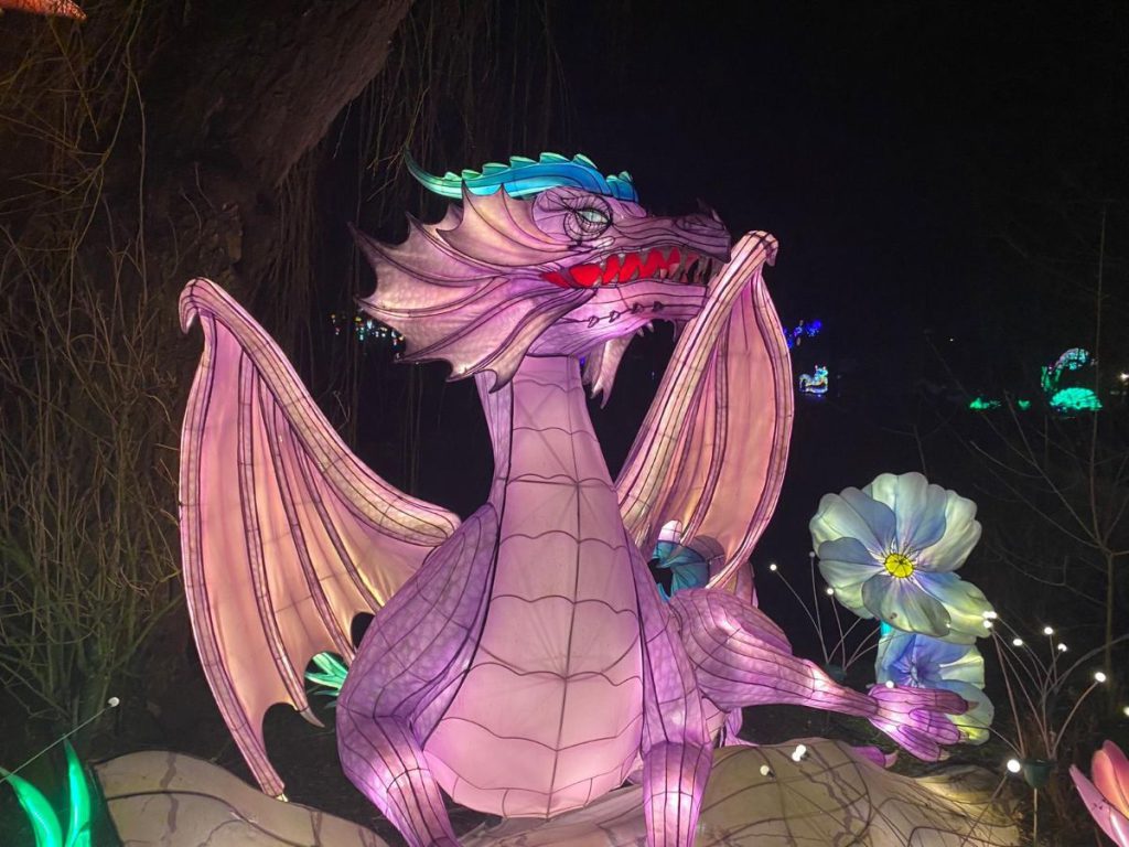 draak In de avond naar Tiergarten Kleve, vanwege 65 jaar dierentuin. Tot 30 maart 2024 China Lights festival. Een lichtfestival met dieren! Foto's
