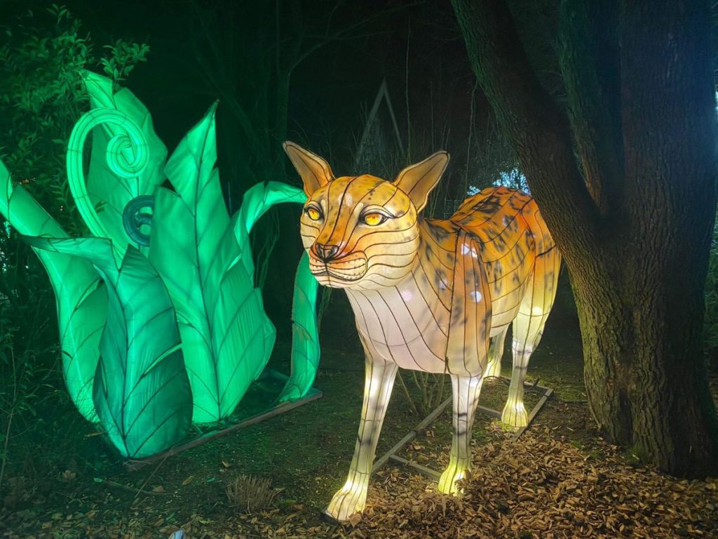 In de avond naar Tiergarten Kleve, vanwege 65 jaar dierentuin. Tot 30 maart 2024 China Lights festival. Een lichtfestival met dieren!