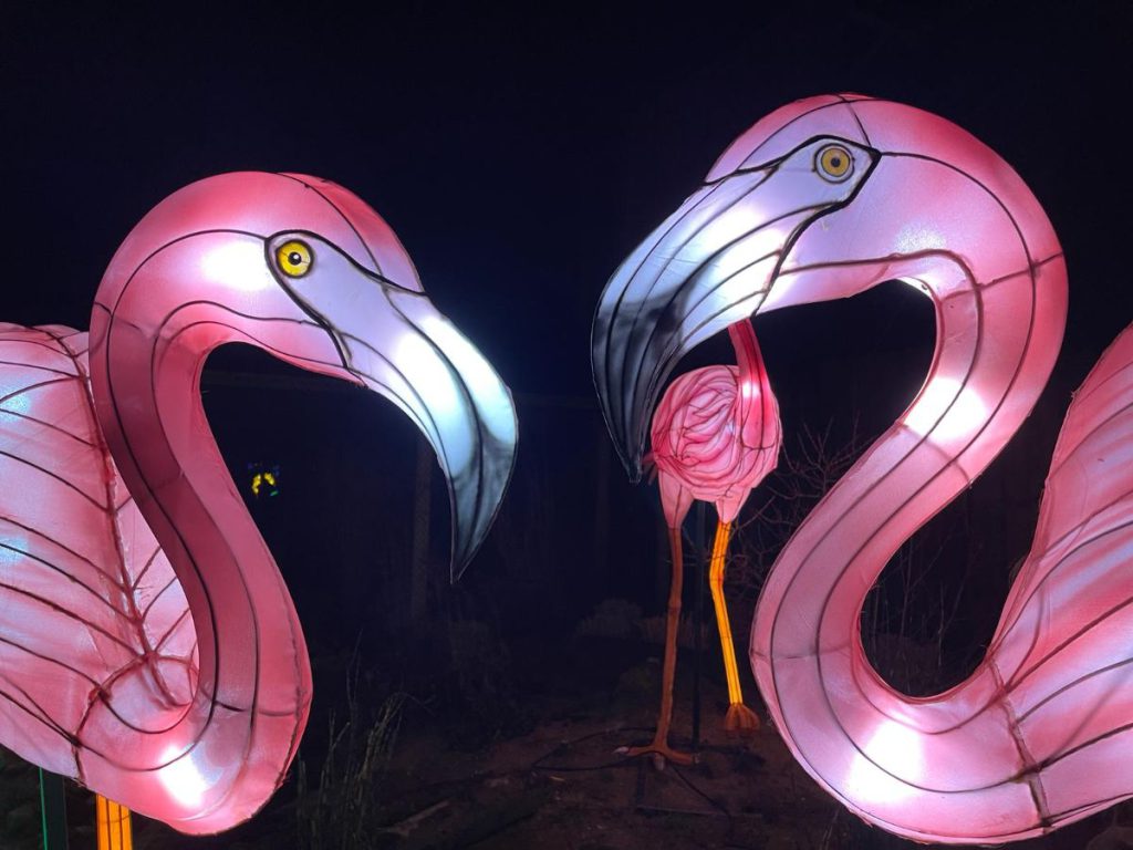 Flamingo's In de avond naar Tiergarten Kleve, vanwege 65 jaar dierentuin. Tot 30 maart 2024 een lichtfestival met dieren!