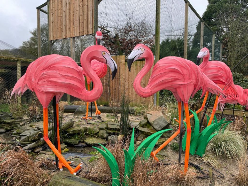flamingo's overdag