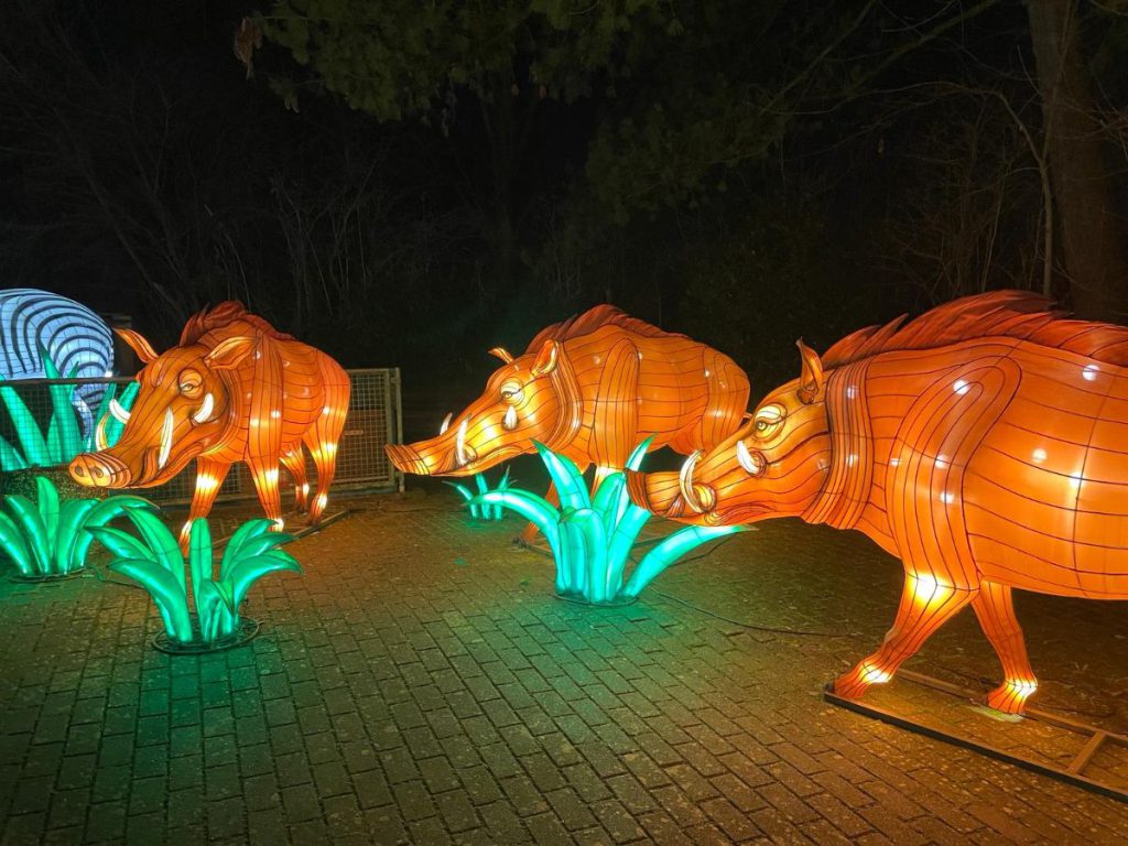 everzwijnen In de avond naar Tiergarten Kleve, vanwege 65 jaar dierentuin. Tot 30 maart 2024 een lichtfestival met dieren! 