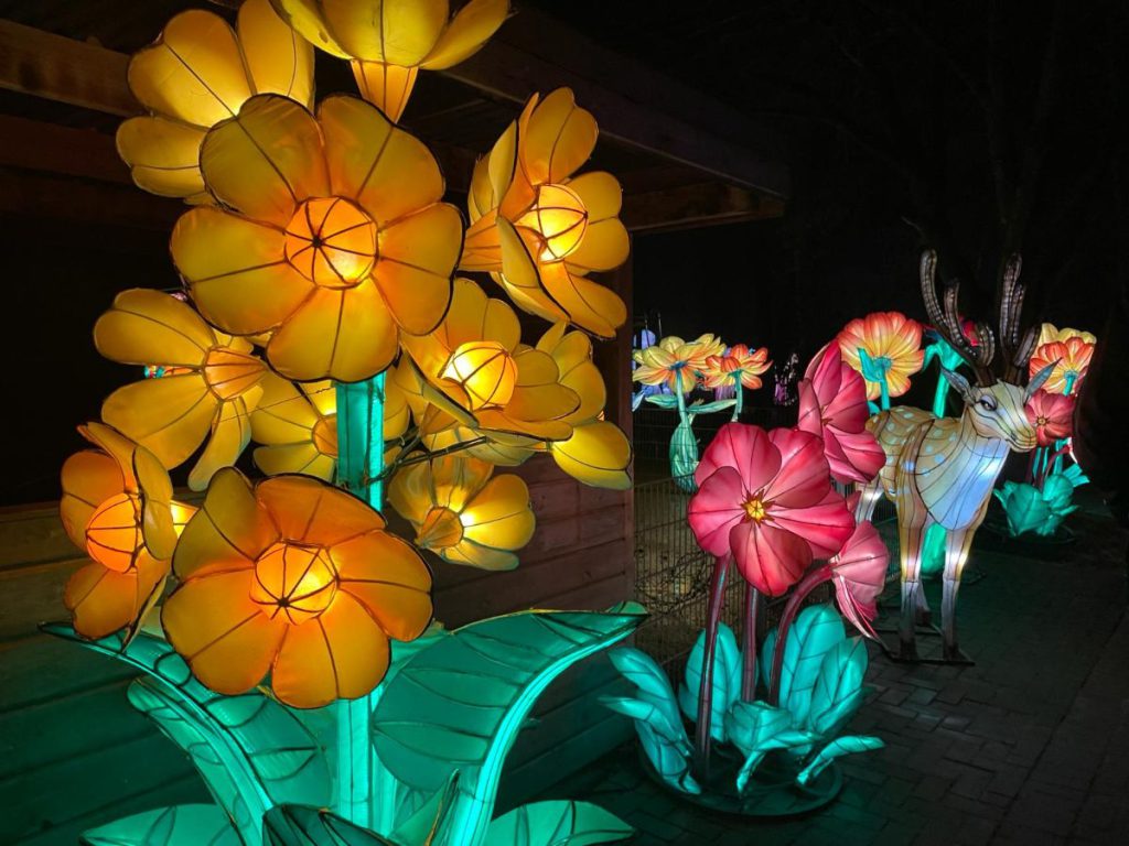 In de avond naar Tiergarten Kleve, vanwege 65 jaar dierentuin. Tot 30 maart 2024 China Lights festival. Een lichtfestival met dieren! Foto's