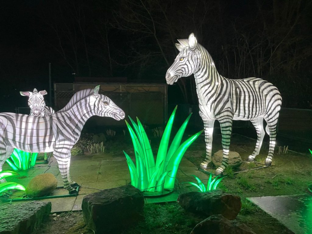 zebra's 