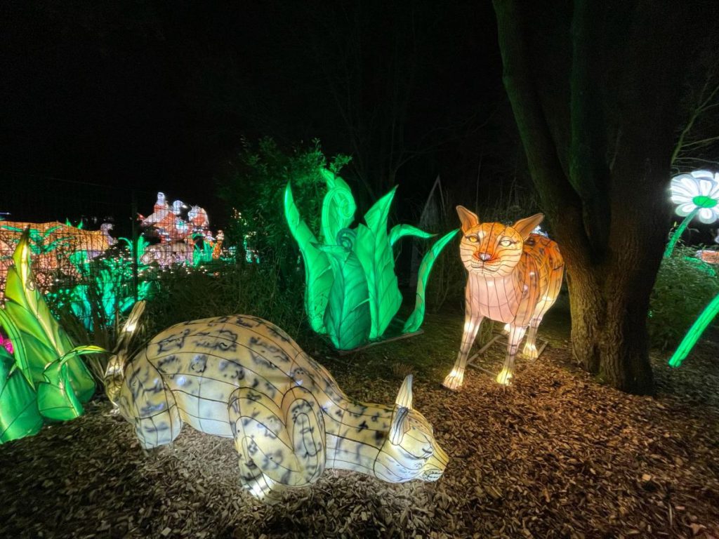 In de avond naar Tiergarten Kleve, vanwege 65 jaar dierentuin. Tot 30 maart 2024 China Lights festival. Een lichtfestival met dieren! Foto's
