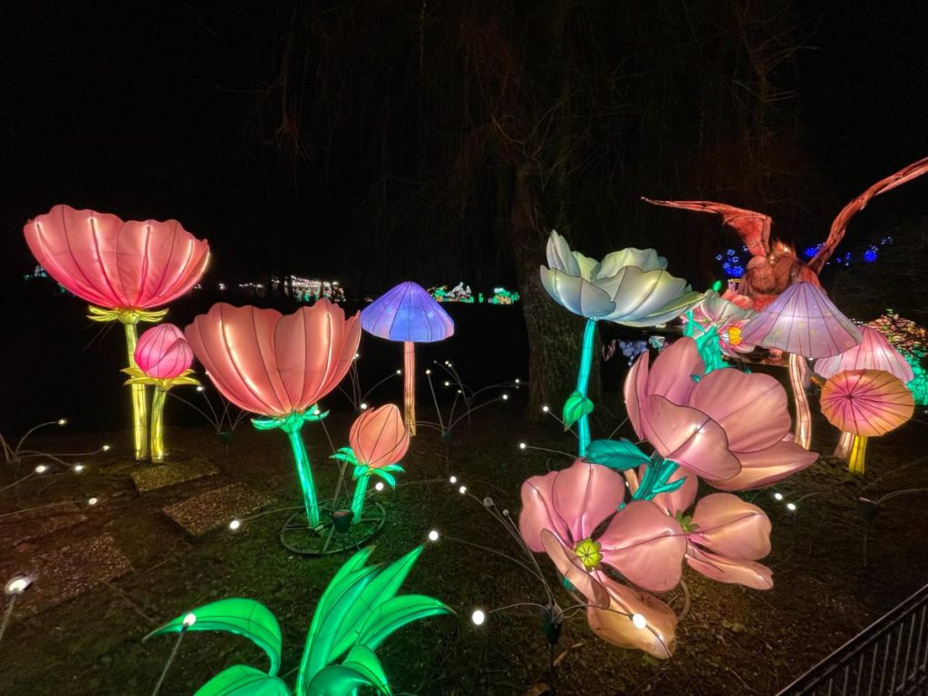 In de avond naar Tiergarten Kleve, vanwege 65 jaar dierentuin. Tot 30 maart 2024 China Lights festival. Een lichtfestival met dieren! 