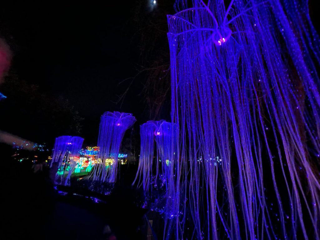 In de avond naar Tiergarten Kleve, vanwege 65 jaar dierentuin. Tot 30 maart 2024 China Lights festival. Een lichtfestival met dieren!