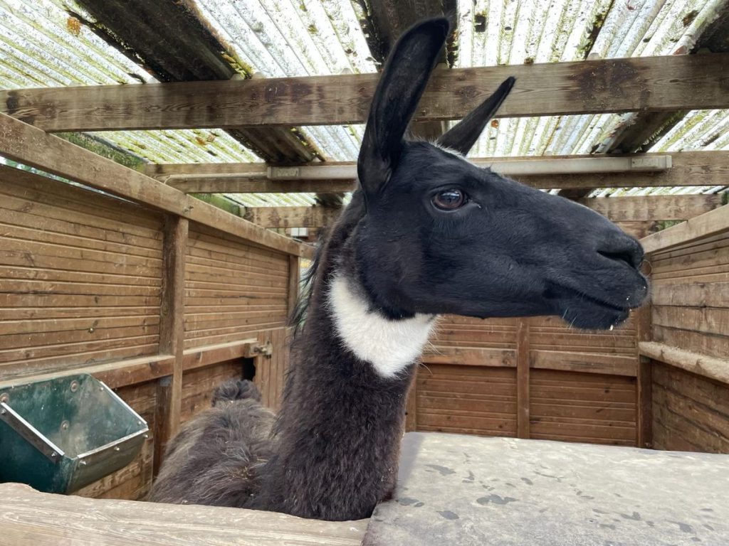 lama