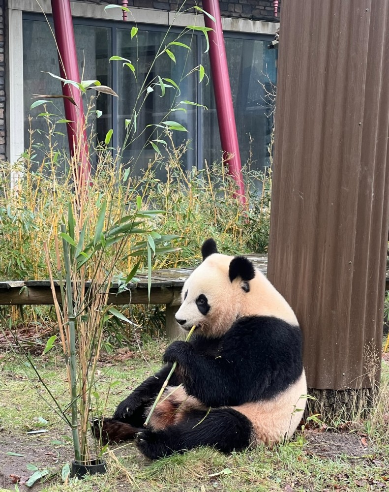 Ben je op zoek naar inspiratie voor een leuke activiteit met je klas of school. Neem een kijkje in de blog van klassenuitje tot schoolreis! ouwehands dierenpark pandabeer