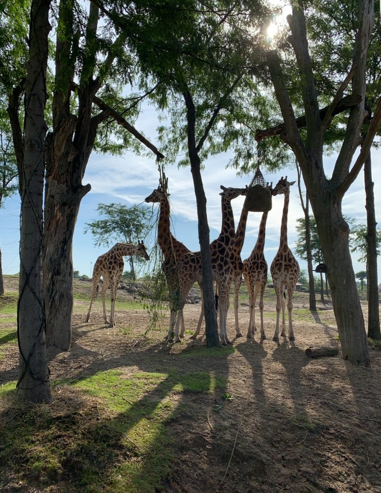 Ben je op zoek naar inspiratie voor een leuke activiteit met je klas of school. Neem een kijkje in de blog van klassenuitje tot schoolreis! wildlands adventure zoo emmen giraffen