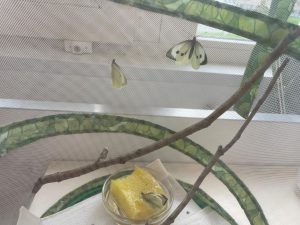 Vlinders in de klas