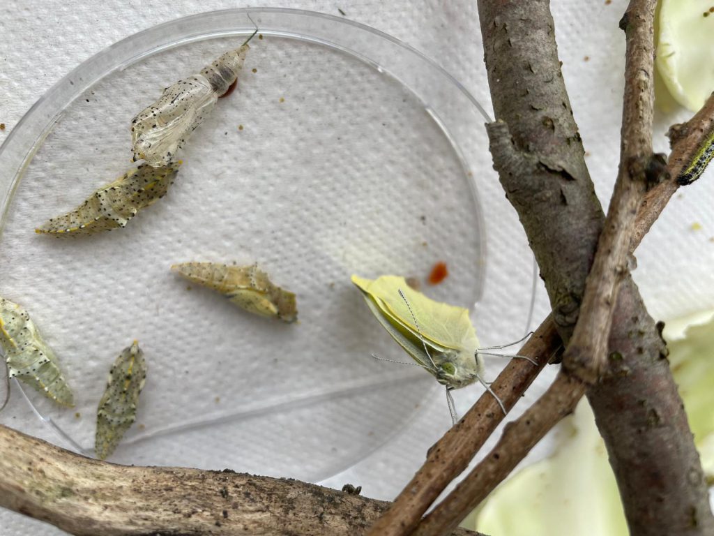 vlinder en poppen koolwitje