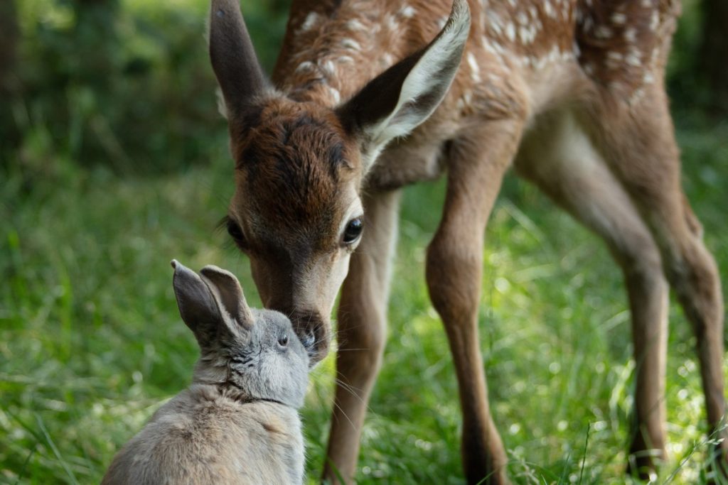 Bambi en Stampertje