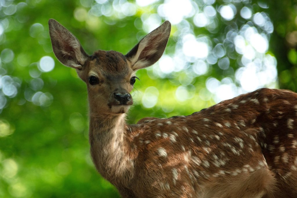 Bambi natuurfilm