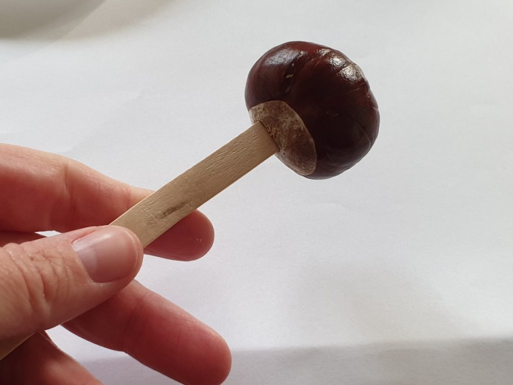 kastanje met ijslollystokje 