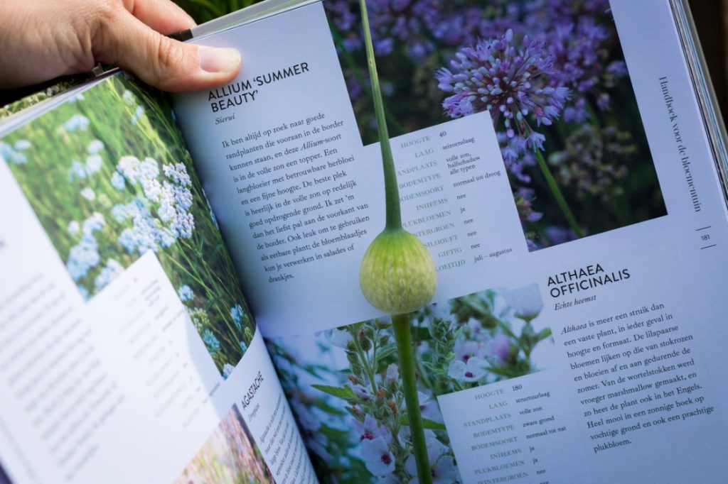 althaea officinaus