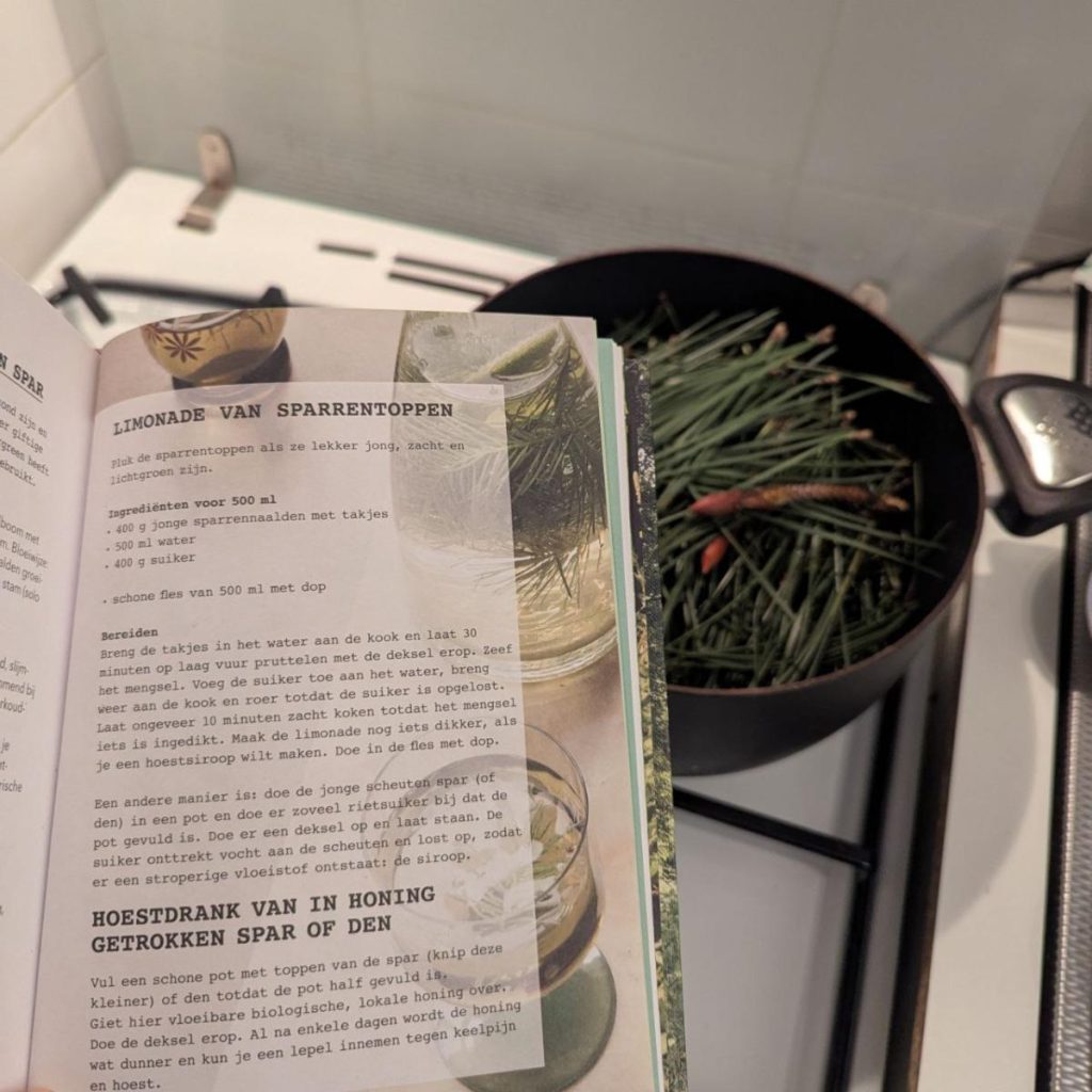 dennen koken sparrentoppen