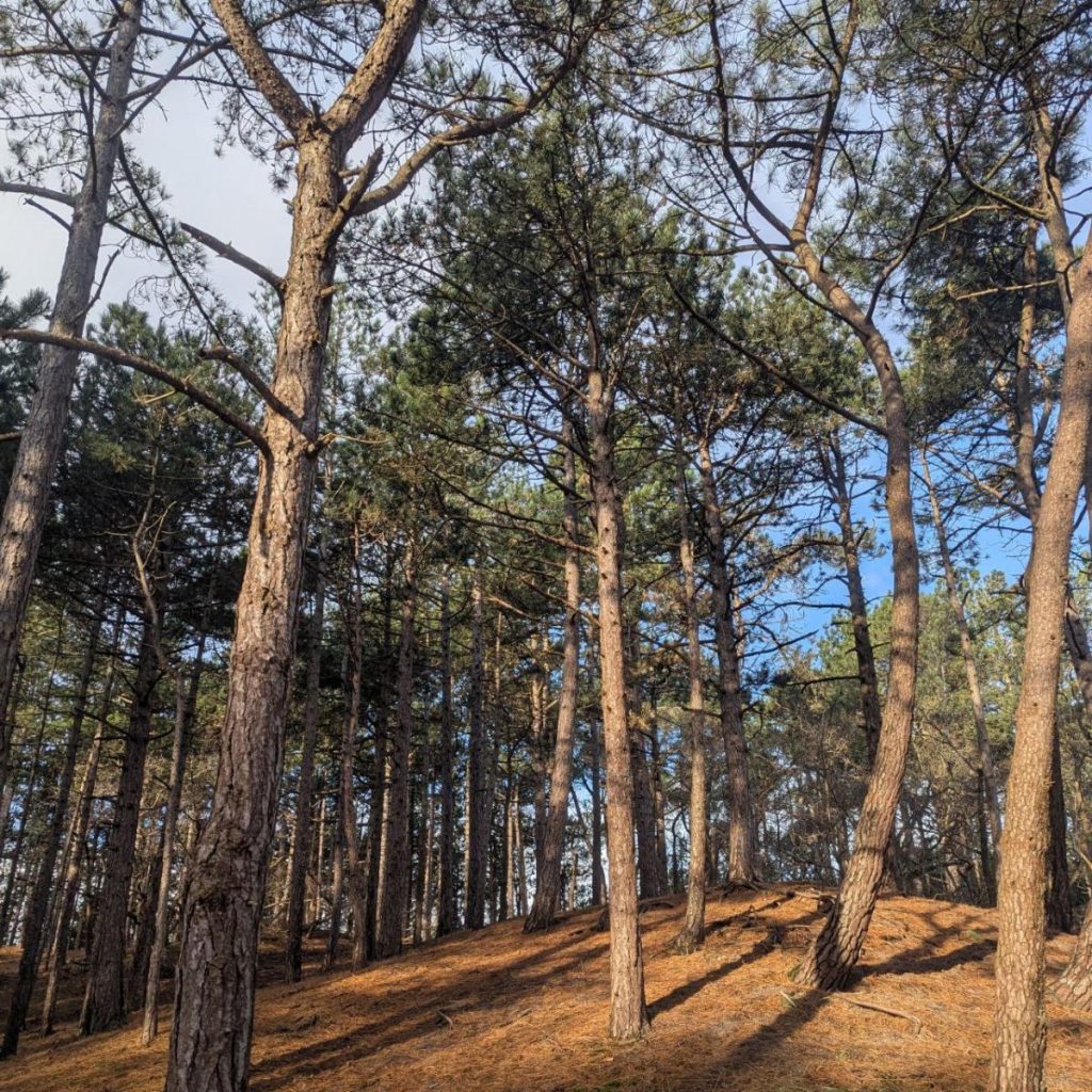 bomen bos naaldbos