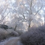 winter activiteiten voor volwassenen wandeling in clingendael