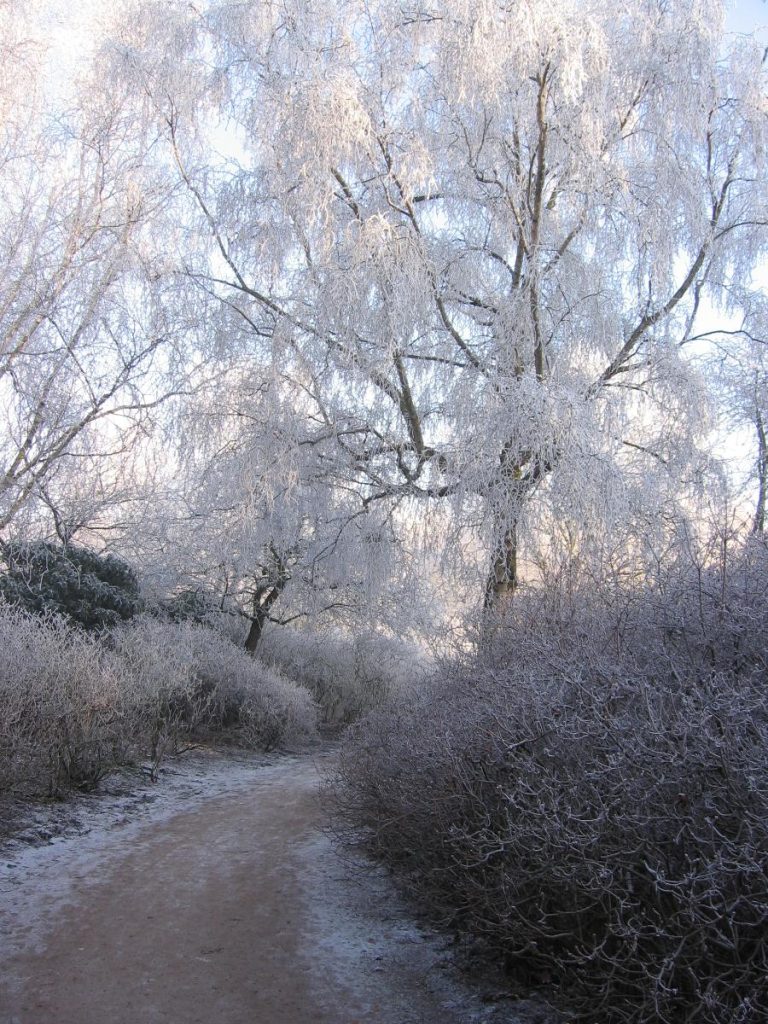 winter activiteiten voor volwassenen  wandeling in clingendael