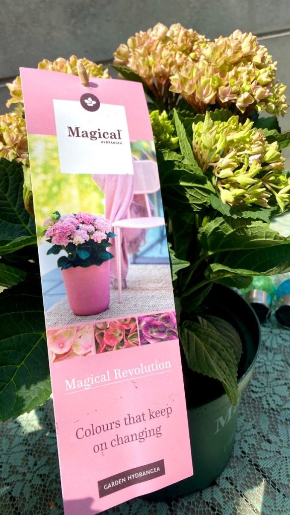 Magical hortensia roze