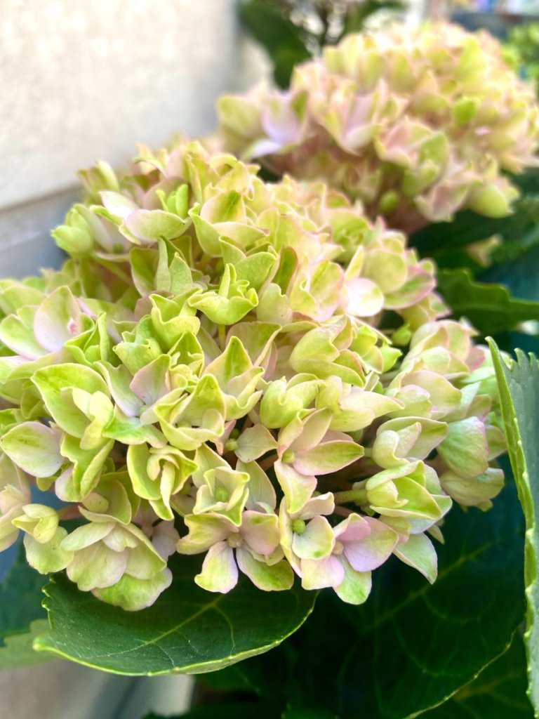 Magical hortensia