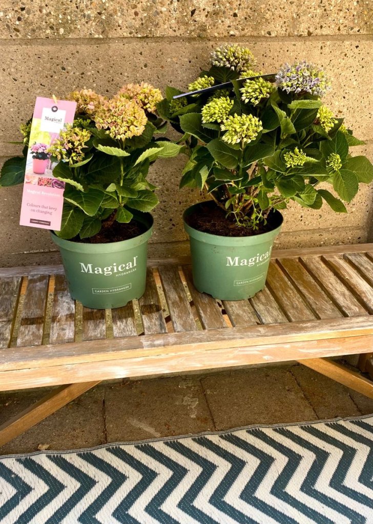 planten tuin