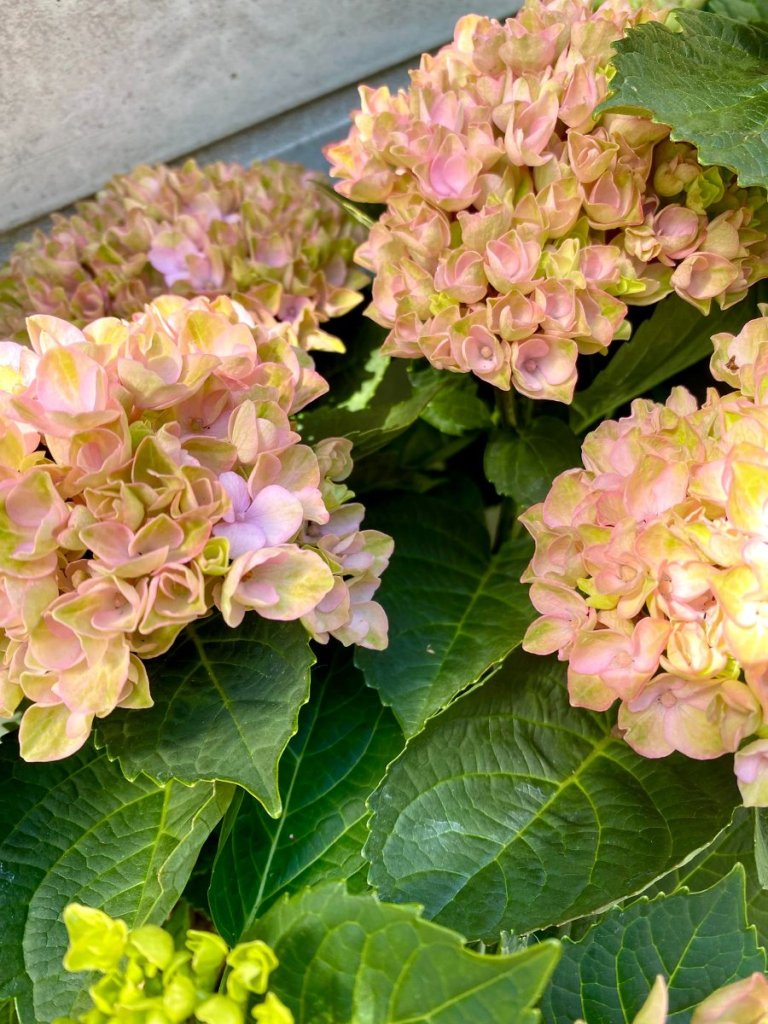 Magical hortensia