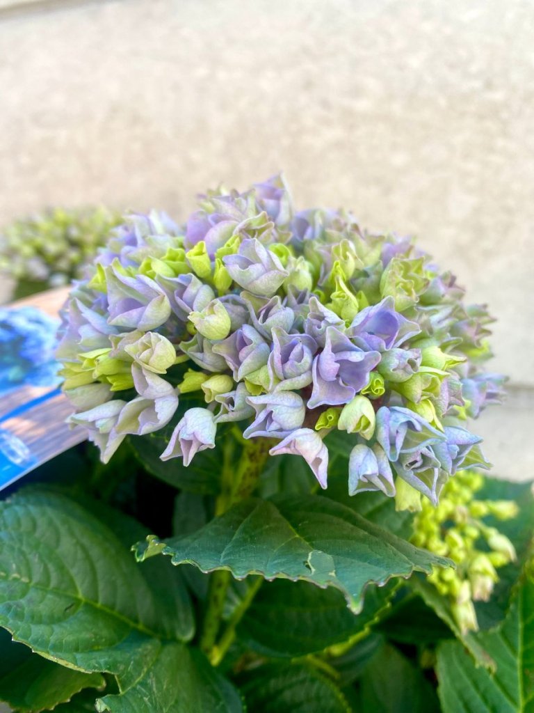 Magical hortensia