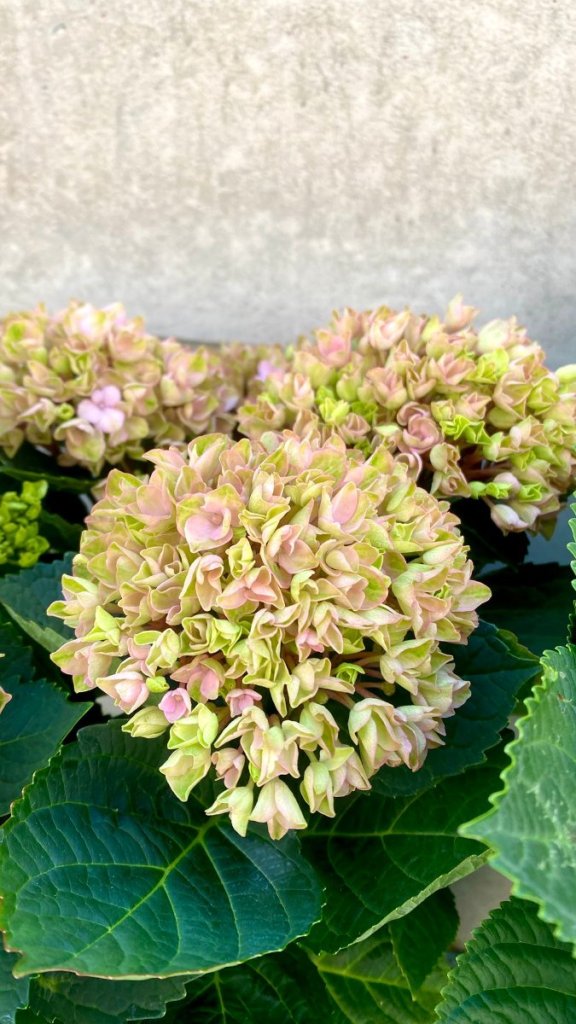 Magical hortensia