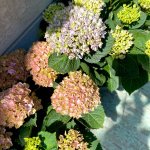 Magical hortensia roze en blauw in tuin in de zon