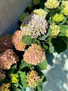Magical hortensia roze en blauw in tuin in de zon