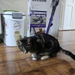 BLACK+DECKER 18V 4IN1 PowerSeries Extreme PET Steelstofzuiger